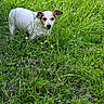 dog, grass, greenery, outdoor, nature, animal, pet, small_dog, white_fur, brown_patch, flora, field, wildflowers, summer, daylight, canine, curious, countryside, mammal, playful