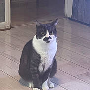 Oliveur participe au concours pour gagner de l'argent avec cette photo : cat, tuxedo_cat, indoor, wooden_floor, pet, animal, feline, sitting, curious, green_eyes, black_and_white, whiskers, ears, paw, fur, domestic_animal, cute, alert, house, flooring