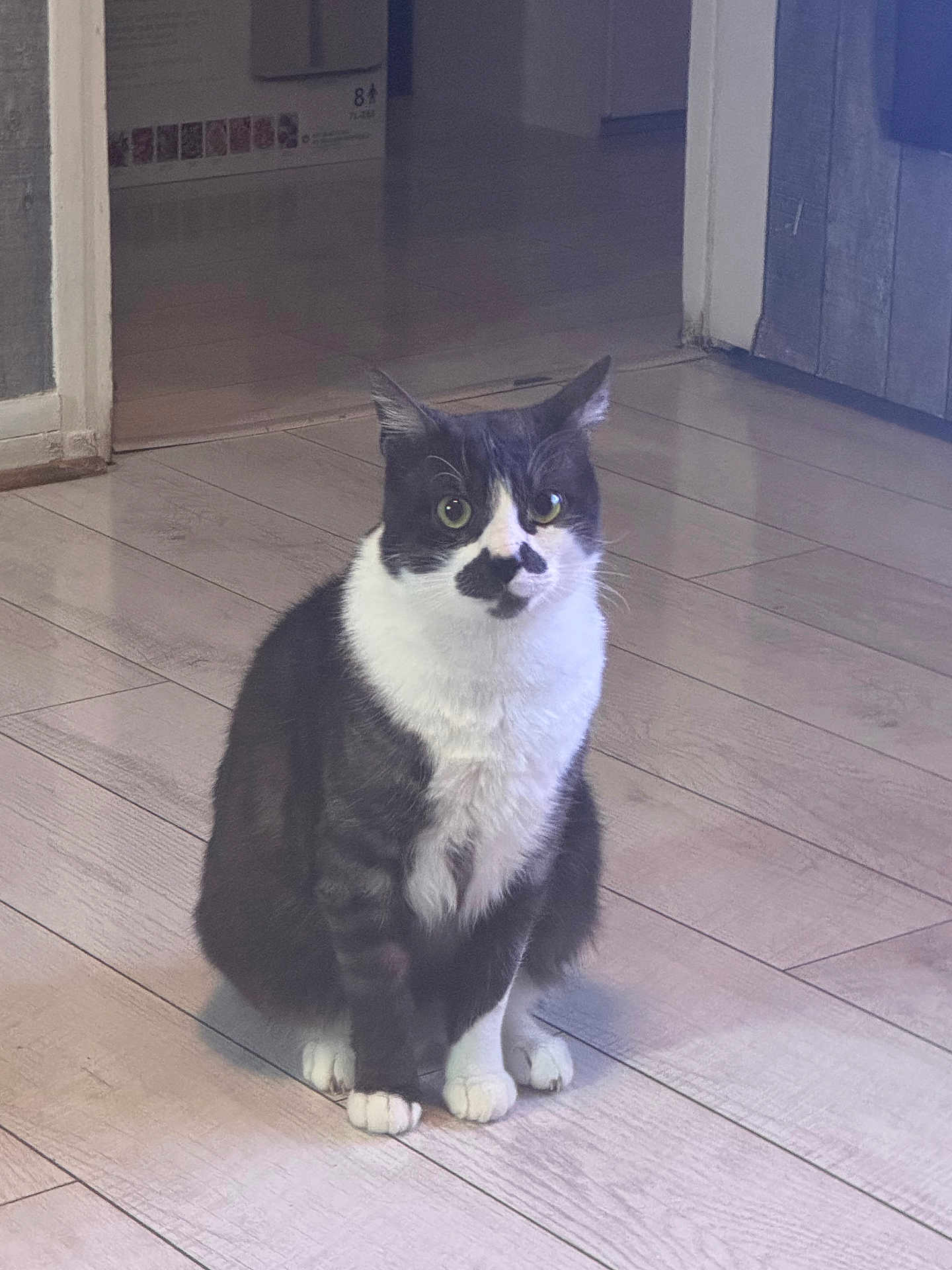 Oliveur participe au concours pour gagner de l'argent avec cette photo : cat, tuxedo_cat, indoor, wooden_floor, pet, animal, feline, sitting, curious, green_eyes, black_and_white, whiskers, ears, paw, fur, domestic_animal, cute, alert, house, flooring