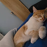 Ziggy participe au concours pour gagner de l'argent avec cette photo : cat, sleeping, ginger, white, fur, paws, blanket, blue, cozy, indoor, resting, pet, cute, domestic_animal, feline, relaxation, soft_light, bedroom, comfort, animal