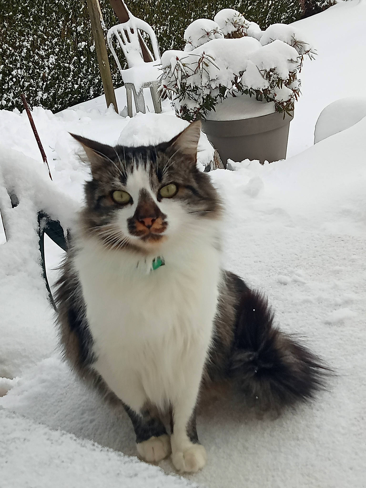 Titi participe au concours pour gagner de l'argent avec cette photo : carnivore, cat, domestic_short_haired_cat, eye, felidae, flowerpot, freezing, fur, grass, monochrome_photography, plant, small_to_medium_sized_cats, snout, snow, tail, terrestrial_animal, tree, whiskers, window, winter