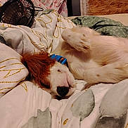 Prince joined the competition — help win amazing prizes! bed, blanket, closeup, collar, comfort, cozy, cute, dog, fan, fur, indoor, napping, patterned, paw, pet, relaxed, resting, sleeping, texture, wood