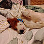 bed, blanket, closeup, collar, comfort, cozy, cute, dog, fan, fur, indoor, napping, patterned, paw, pet, relaxed, resting, sleeping, texture, wood