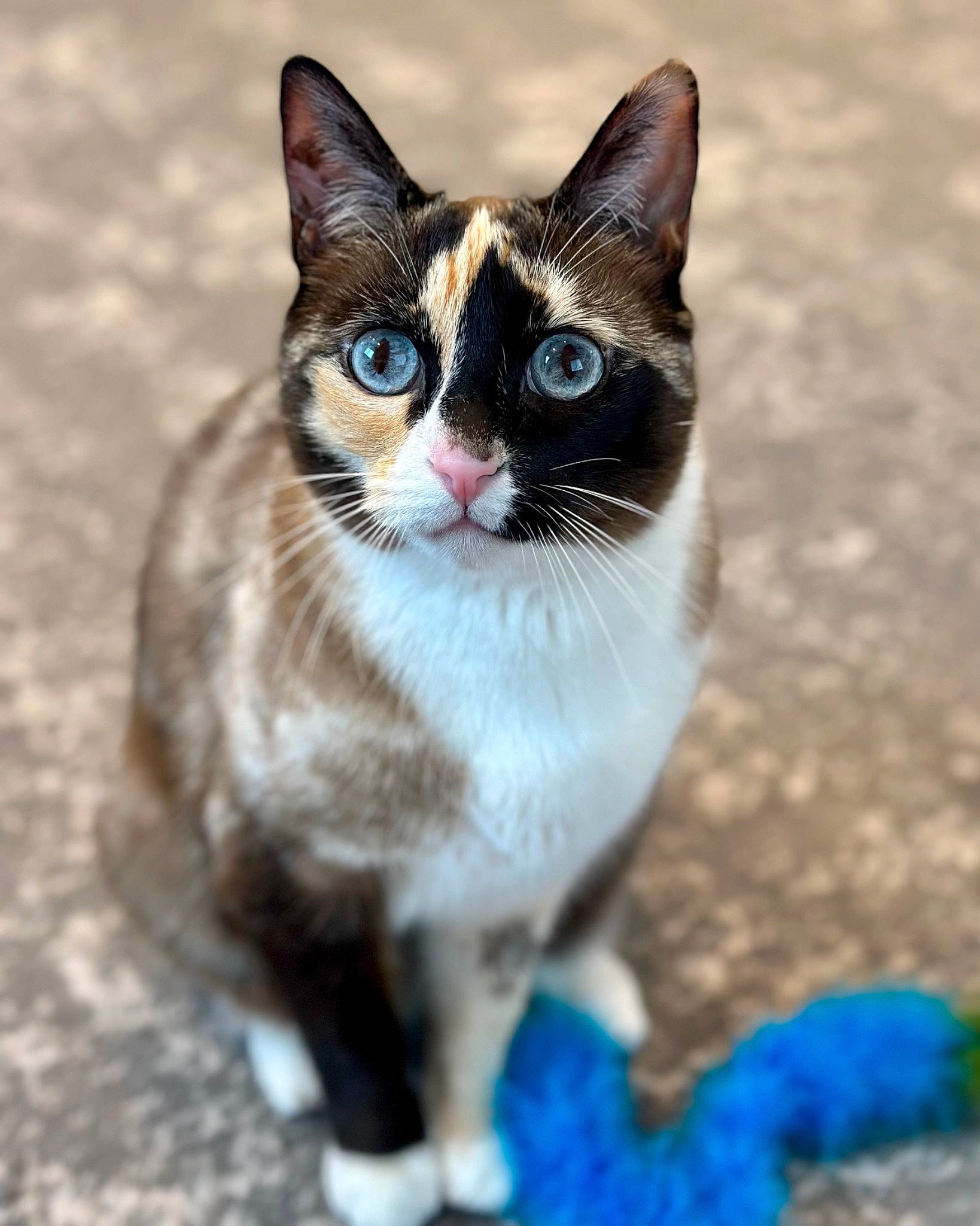 Galena is registered to the contest to win money with this photo: carnivore, cat, collar, domestic_short_haired_cat, electric_blue, felidae, foot, fur, paw, sitting, small_to_medium_sized_cats, snout, tail, terrestrial_animal, thai, whiskers, wildlife