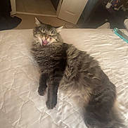 Collins joined the competition — help win amazing prizes! cat, tabby, fluffy, bed, white_bedspread, tongue_out, indoor, quilt, door, bathroom, toilet, furniture, domestic, pet, relaxed, lying, fur, home, sleepy, cute