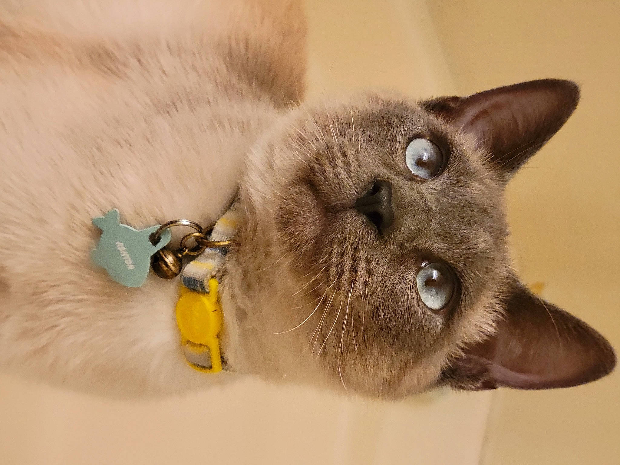 Ashton joined the competition — help win amazing prizes! balinese, carnivore, cat, close_up, collar, domestic_short_haired_cat, eyelash, fashion_accessory, fawn, felidae, fur, natural_material, siamese, small_to_medium_sized_cats, snout, thai, whiskers