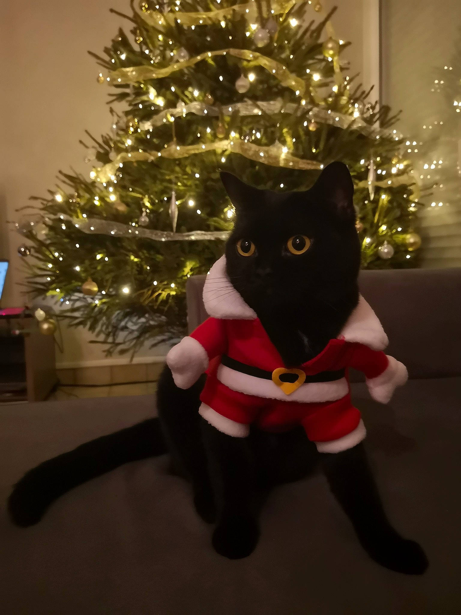 Poutine participe au concours pour gagner de l'argent avec cette photo : carnivore, cat, christmas, christmas_decoration, christmas_ornament, christmas_tree, conifer, event, evergreen, felidae, holiday, holiday_ornament, light, ornament, plant, small_to_medium_sized_cats, tree, whiskers, white, window