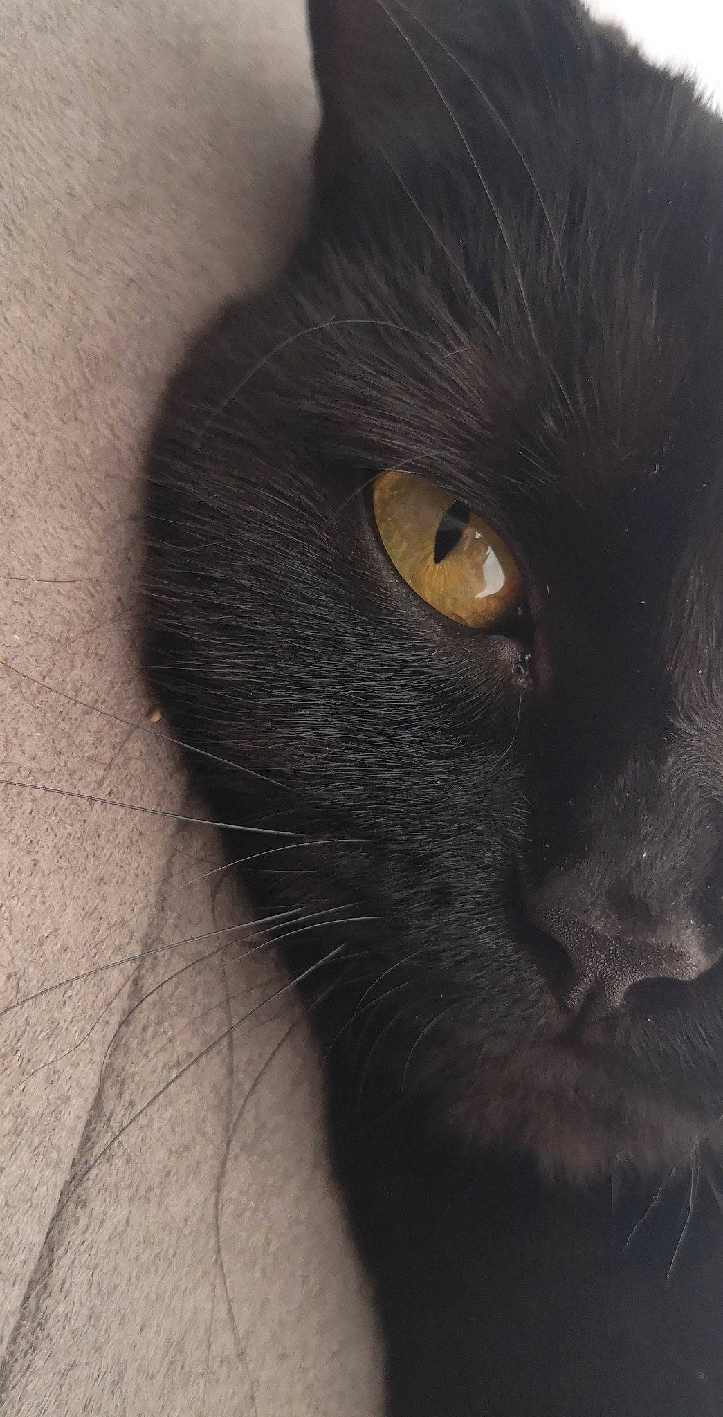 Poutine a rejoint le concours — aidez-le/la à gagner de superbes lots ! black_cat, bombay, carnivore, cat, domestic_short_haired_cat, felidae, fur, small_to_medium_sized_cats, snout, terrestrial_animal, whiskers