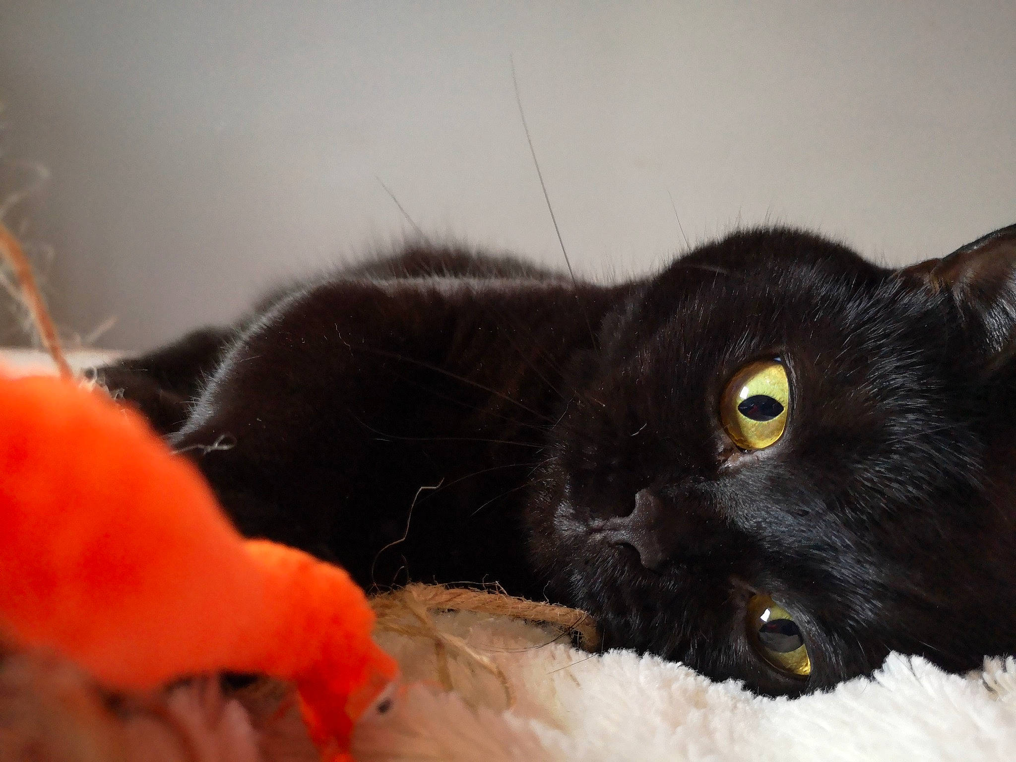 Poutine participe au concours pour gagner de l'argent avec cette photo : black_cat, bombay, carnivore, cat, claw, close_up, comfort, domestic_short_haired_cat, felidae, fur, paw, small_to_medium_sized_cats, snout, tail, terrestrial_animal, vertebrate, whiskers