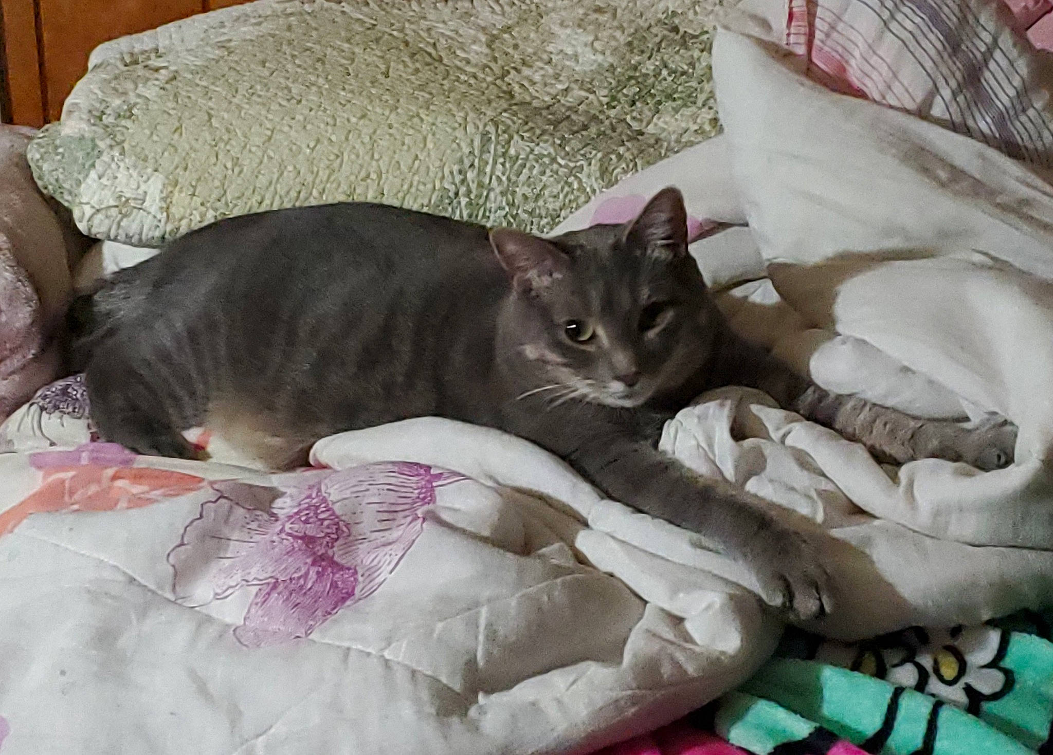Giovanni is registered to the contest to win money with this photo: bag, bedding, black_cat, blanket, carnivore, cat, cat_supply, comfort, couch, domestic_short_haired_cat, felidae, fur, grey, linens, luggage_and_bags, nap, room, small_to_medium_sized_cats, tail, whiskers