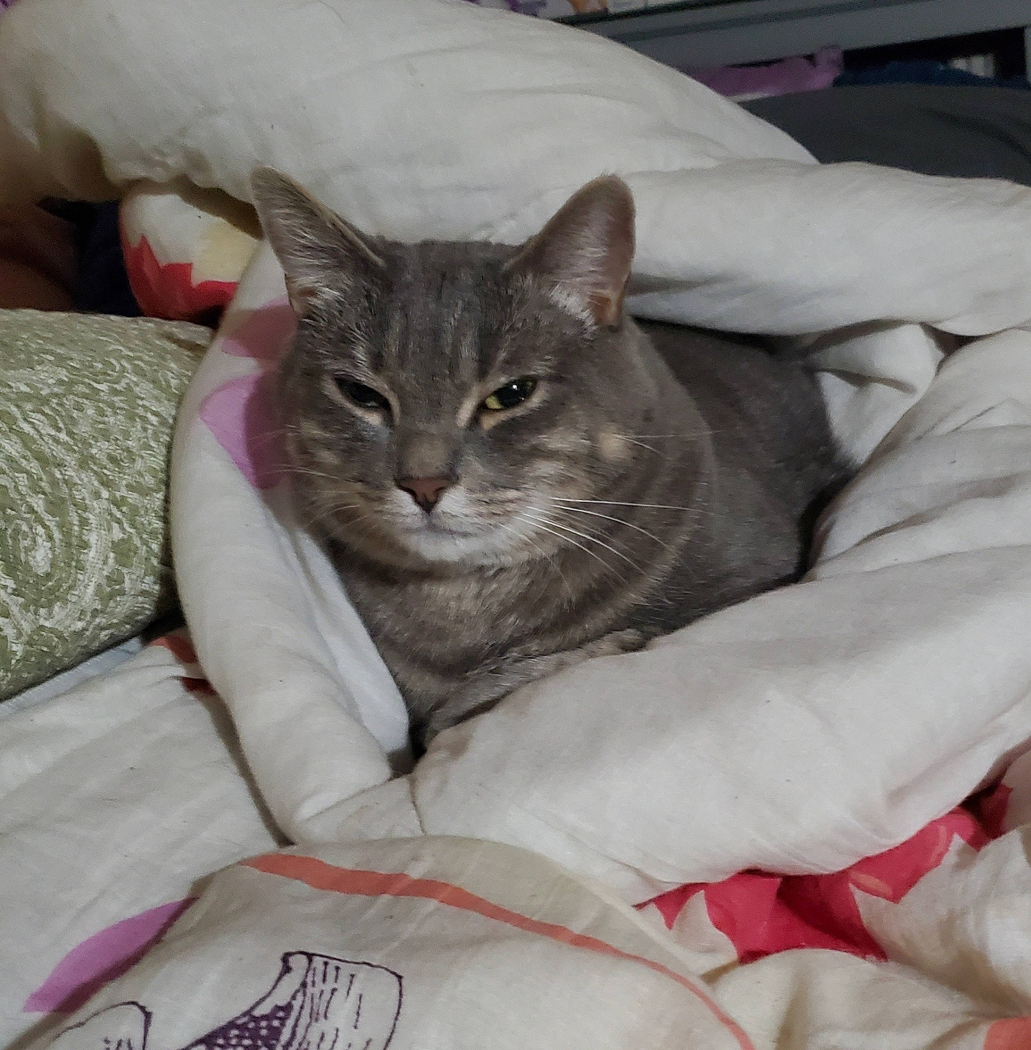 Giovanni is registered to the contest to win money with this photo: box, carnivore, cat, cat_bed, cat_supply, claw, comfort, couch, domestic_short_haired_cat, fawn, felidae, fur, linens, paw, sitting, small_to_medium_sized_cats, snout, tail, whiskers, window