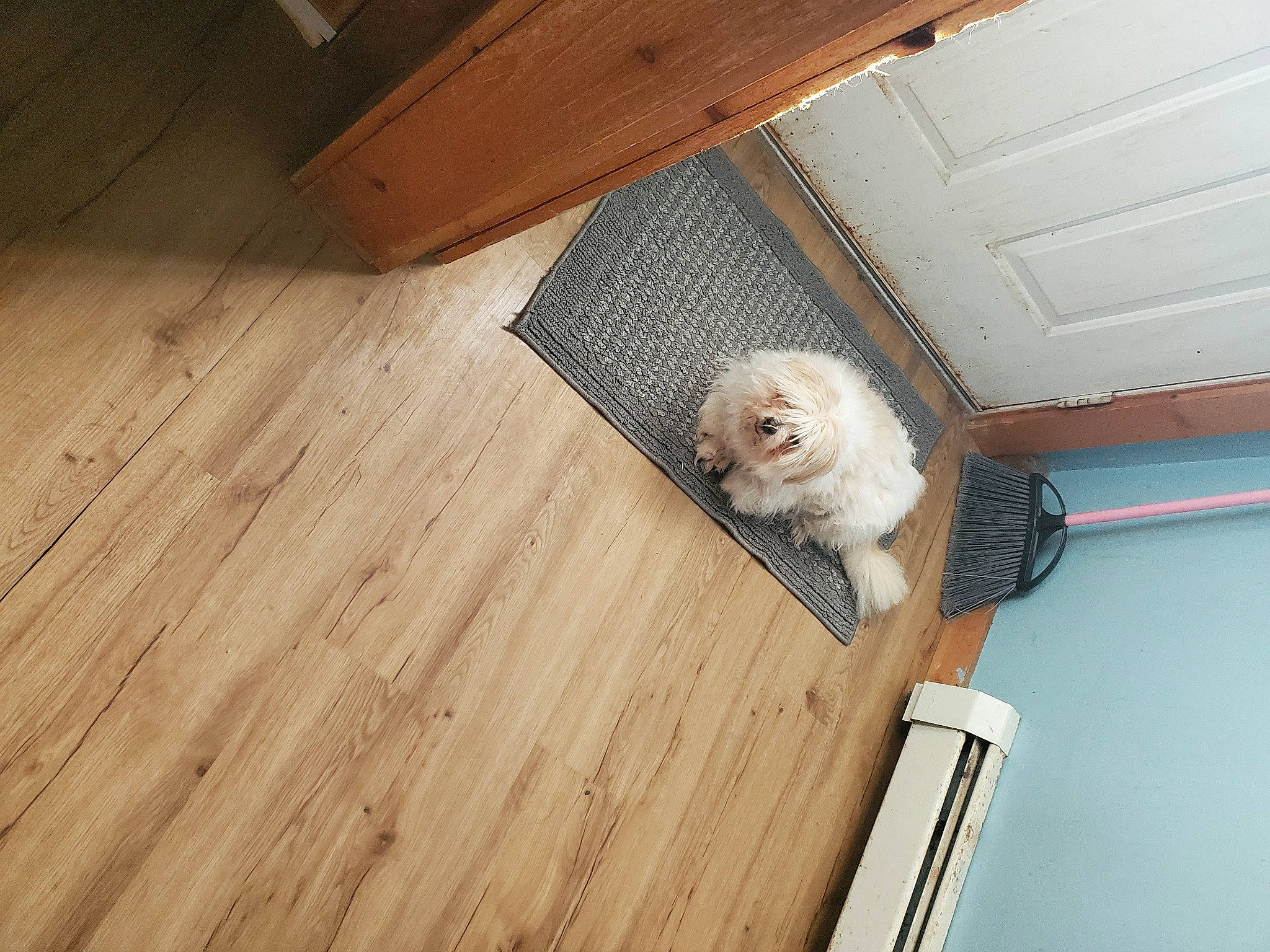 Howie joined the competition — help win amazing prizes! carnivore, companion_dog, dog, dog_breed, fawn, felidae, floor, flooring, hardwood, laminate_flooring, liver, pattern, plank, plywood, tail, toy_dog, varnish, wood, wood_flooring, wood_stain