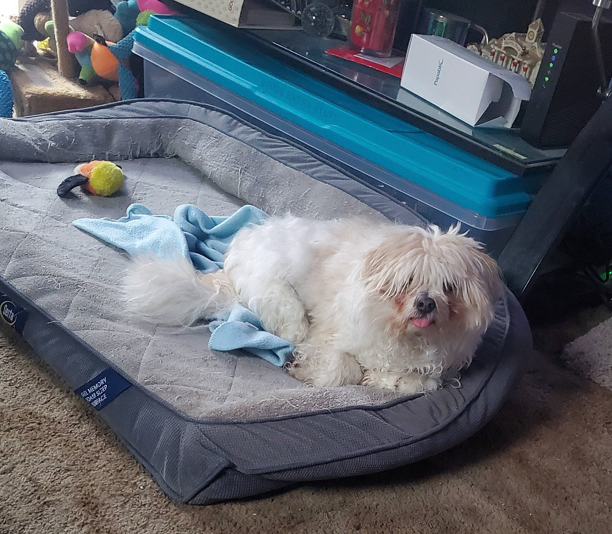 Howie joined the competition — help win amazing prizes! canidae, carnivore, companion_dog, dog, dog_breed, dog_supply, flooring, fur, nap, non_sporting_group, outdoor_furniture, recreation, small_terrier, sporting_group, sunlounger, terrier, toy_dog