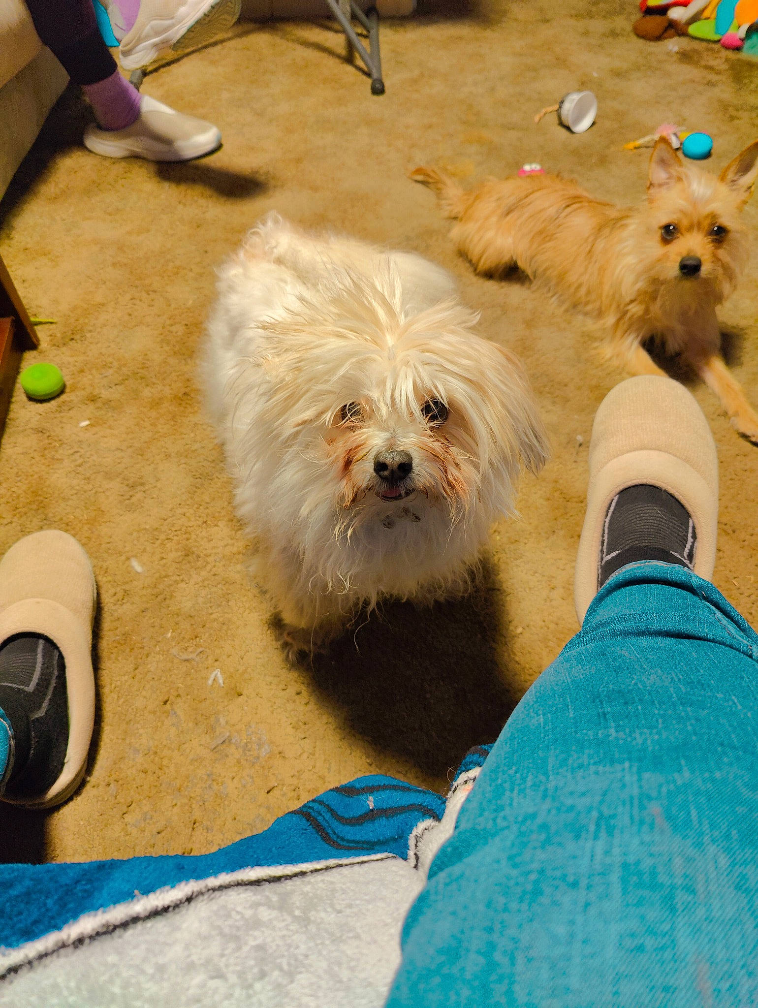 Howie joined the competition — help win amazing prizes! ancient_dog_breeds, canidae, carnivore, collar, companion_dog, dog, dog_breed, dog_clothes, dog_collar, dog_supply, flooring, fur, non_sporting_group, sitting, small_terrier, snout, sporting_group, terrier, toy_dog, working_animal