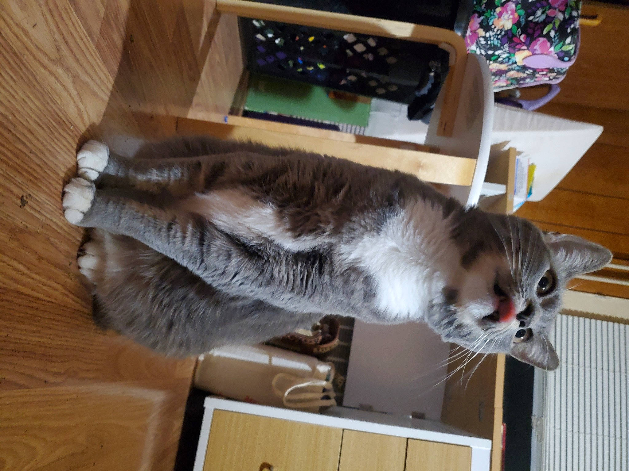 Faith is registered to the contest to win money with this photo: box, carnivore, cat, domestic_short_haired_cat, felidae, flooring, fur, hardwood, plant, room, shelving, small_to_medium_sized_cats, table, tail, whiskers, wood