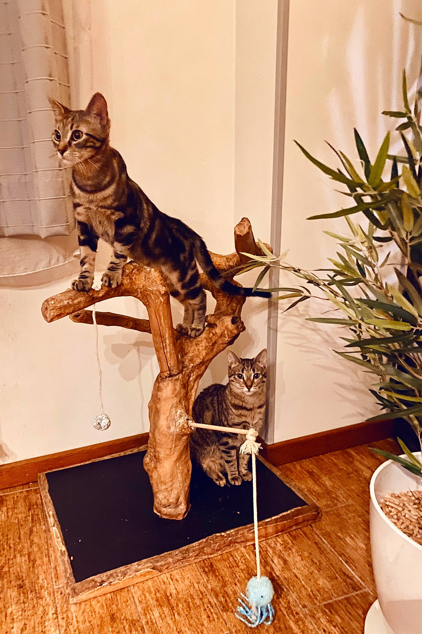 Shiro a rejoint le concours — aidez-le/la à gagner de superbes lots ! carnivore, cat, domestic_short_haired_cat, fawn, felidae, flooring, flowerpot, fur, houseplant, interior_design, mammal, plant, room, small_to_medium_sized_cats, tail, terrestrial_animal, twig, vertebrate, whiskers, wood