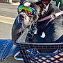 animal, black_and_white, casual, closeup, cool, crate, daytime, dog, harness, leisure, motorcycle, outdoor, pet, reflection, resting, street, suburban, sunglasses, sunny, vehicle