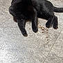 Henry And Ash is registered to the contest to win money with this photo: black_cat, cat, animal, pet, floor, tile_floor, gray_floor, indoor, relaxed, lying_down, feline, fur, whiskers, tail, looking_away, domestic_cat, quiet, resting, cleaning_debris, close_up