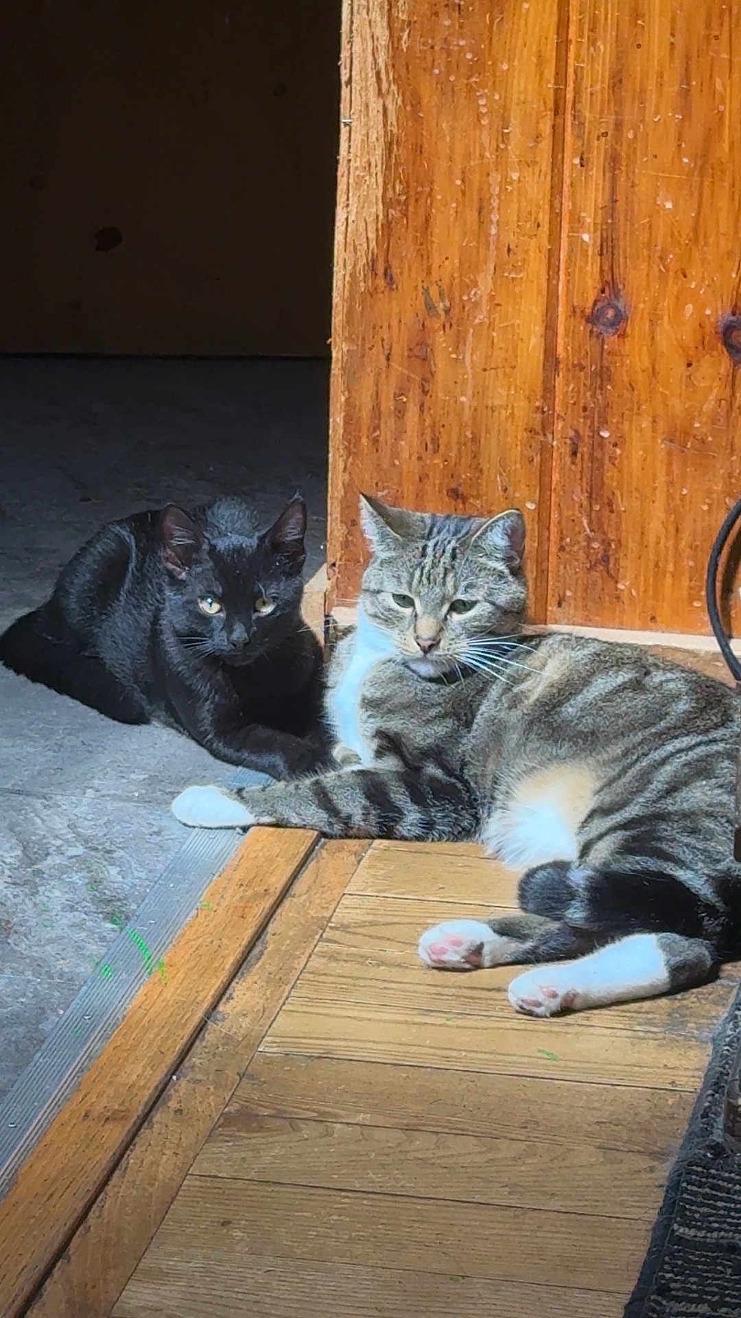 Henry And Ash is registered to the contest to win money with this photo: cat, black_cat, tabby_cat, animal, pet, indoor, sunlight, wooden_floor, concrete_floor, relaxed, alert, feline, resting, doorway, flooring, domestic_animal, companions, two_animals, household, natural_light