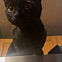 Henry And Ash is registered to the contest to win money with this photo: black_cat, cat, indoor, curious, wide_eyes, metal_surface, pet, animal, whiskers, ears, feline, close_up, blurred_background, warm_lighting, domestic_animal, looking_up, portrait, soft_focus, cute, companion