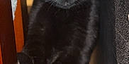 Henry And Ash joined the competition — help win amazing prizes! black_cat, cat, pet, animal, feline, stretching, indoor, yellow_eyes, wood, texture, close_up, curious, whiskers, paw, domestic_cat, mammal, cute, alert, face, fur