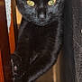 alert, animal, black_cat, cat, close_up, curious, cute, domestic_cat, face, feline, fur, indoor, mammal, paw, pet, stretching, texture, whiskers, wood, yellow_eyes