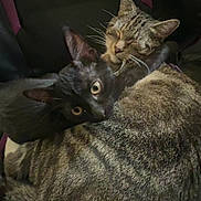 Henry And Ash joined the competition — help win amazing prizes! cat, tabby_cat, black_cat, pet, animal, feline, fur, whiskers, ears, eyes, chair, indoor, cozy, resting, snuggling, closeup, cute, domestic_animal, sleeping, companion