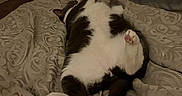 Boots joined the competition — help win amazing prizes! cat, tuxedo_cat, bed, blanket, indoor, relaxed, pet, feline, paw, sleeping, cozy, fur, whiskers, domestic_animal, animal, cute, pink_paws, resting, patterned_bedspread, comfort