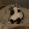 cat, tuxedo_cat, bed, blanket, indoor, relaxed, pet, feline, paw, sleeping, cozy, fur, whiskers, domestic_animal, animal, cute, pink_paws, resting, patterned_bedspread, comfort