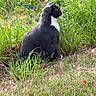 Boots is registered to the contest to win money with this photo: cat, gray_cat, white_fur, grass, greenery, outdoor, nature, animal, sitting, side_view, fur, pet, wildlife, mammal, plant, field, daylight, calm, curious, garden