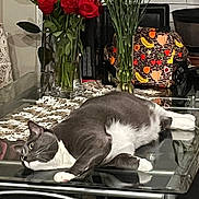 Boots joined the competition — help win amazing prizes! cat, gray_cat, white_cat, glass_table, flowers, red_roses, pink_flowers, vase, dining_room, chair, bag, fruit_pattern, domestic, indoor, relaxed, lazy, pet, furniture, tablecloth, decor
