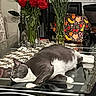 cat, gray_cat, white_cat, glass_table, flowers, red_roses, pink_flowers, vase, dining_room, chair, bag, fruit_pattern, domestic, indoor, relaxed, lazy, pet, furniture, tablecloth, decor