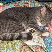 Neko is registered to the contest to win money with this photo: cat, sleeping, gray_tabby, paw, quilt, patterned_blanket, cozy, indoor, resting, fur, cute, pet, animal, domestic_cat, close_up, relaxing, soft_texture, whiskers, tail, nap