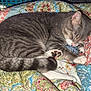cat, sleeping, gray_tabby, paw, quilt, patterned_blanket, cozy, indoor, resting, fur, cute, pet, animal, domestic_cat, close_up, relaxing, soft_texture, whiskers, tail, nap