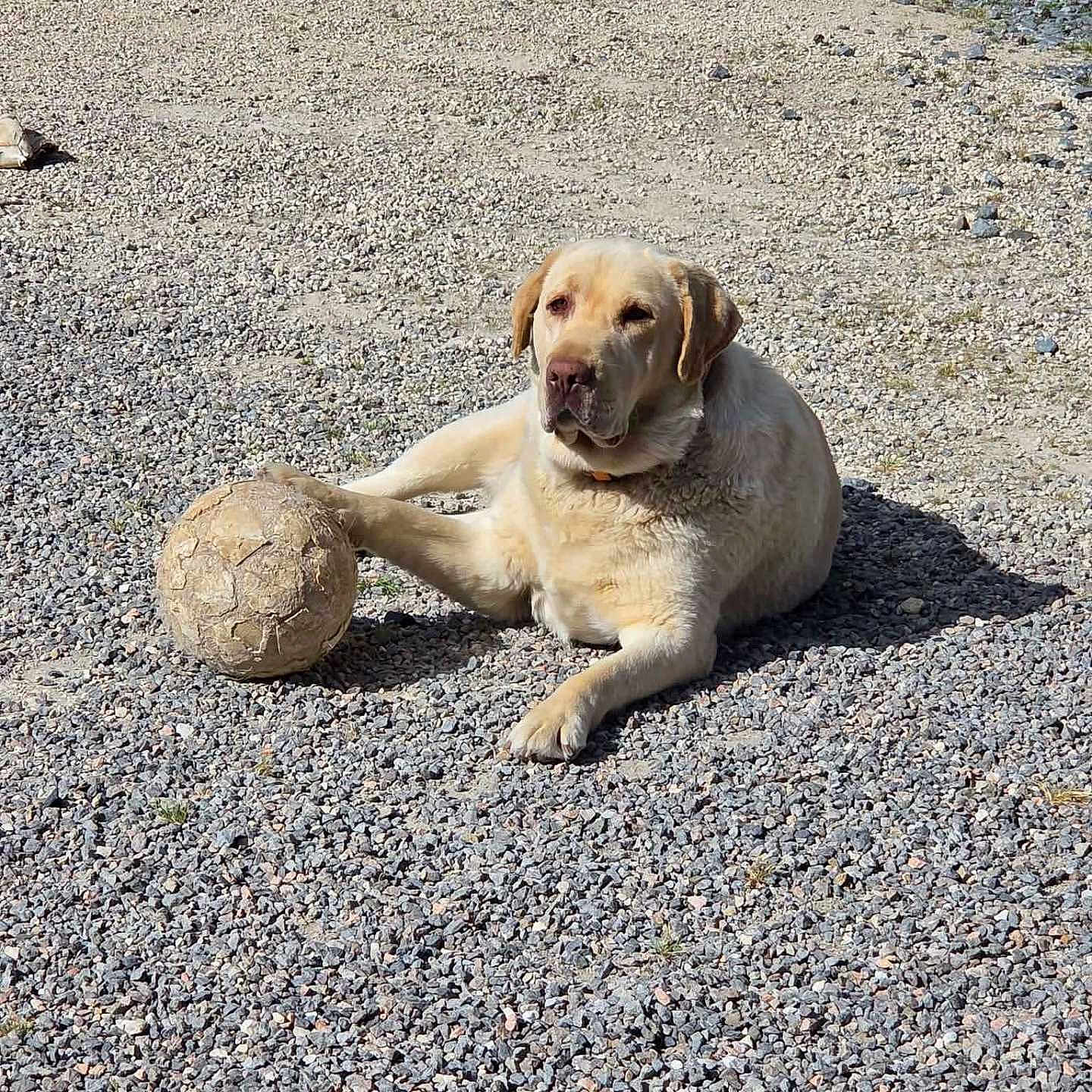 Schweppes a rejoint le concours — aidez-le/la à gagner de superbes lots ! dog, golden_retriever, labrador, playing, soccer_ball, gravel, outdoor, pet, animal, sunlight, resting, paw, cute, canine, fur, collar, daytime, nature, leisure, relaxing