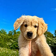 Ben a rejoint le concours — aidez-le/la à gagner de superbes lots ! animal, blue_sky, cute, daylight, dog, fluffy, fur, golden_retriever, grass, greenery, holding_hands, mammal, nature, outdoor, pet, playful, portrait, puppy, summer, young