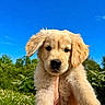 animal, blue_sky, cute, daylight, dog, fluffy, fur, golden_retriever, grass, greenery, holding_hands, mammal, nature, outdoor, pet, playful, portrait, puppy, summer, young