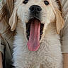 golden_retriever, puppy, dog, tongue_out, mouth_open, fluffy, pet, animal, cute, young_dog, person, holding, portrait, indoor, light, fur, adorable, happy, close_up, face