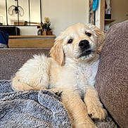 Ben participe au concours pour gagner de l'argent avec cette photo : puppy, dog, golden_retriever, couch, blanket, living_room, indoor, pet, fur, animal, relaxed, cozy, brown, gray, furniture, home, cute, young, portrait, soft