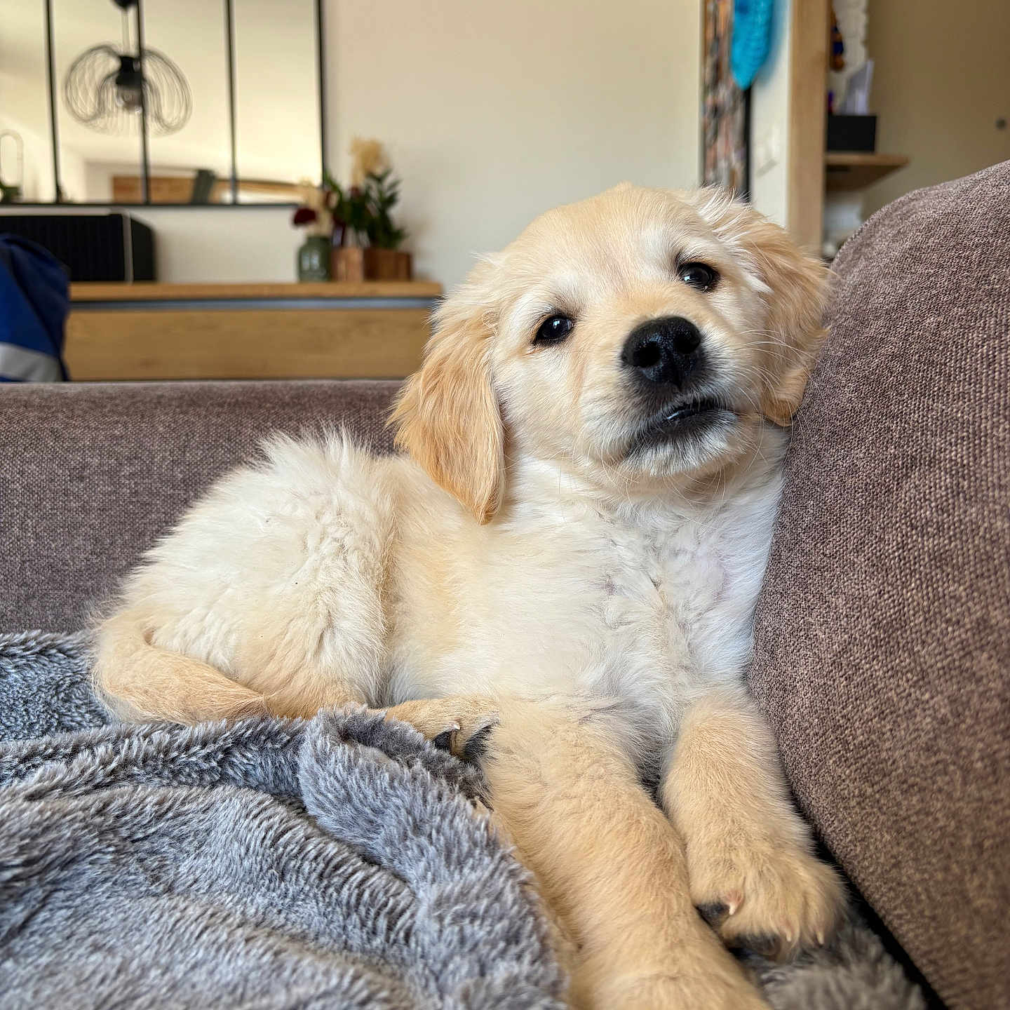 Ben participe au concours pour gagner de l'argent avec cette photo : puppy, dog, golden_retriever, couch, blanket, living_room, indoor, pet, fur, animal, relaxed, cozy, brown, gray, furniture, home, cute, young, portrait, soft