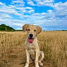 Ben a rejoint le concours — aidez-le/la à gagner de superbes lots ! animal, canine, clouds, cute, dog, ears, field, golden_retriever, grass, happy, landscape, nature, outdoor, path, puppy, sitting, sky, summer, sunlight, tongue_out