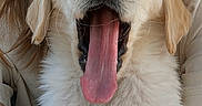 Ben participe au concours pour gagner de l'argent avec cette photo : adorable, animal, arms, closeup, cute, dog, face, fluffy, fur, golden_retriever, happy, indoor, light, mouth_open, person, pet, portrait, puppy, tongue, young_dog