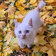 Merlin joined the competition — help win amazing prizes! kitten, cat, white_fur, blue_eyes, autumn, fall_leaves, outdoor, nature, cute, pet, young_animal, leaf_litter, seasonal, curious, small_animal, playful, feline, animal_portrait, close_up, adorable