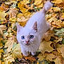 kitten, cat, white_fur, blue_eyes, autumn, fall_leaves, outdoor, nature, cute, pet, young_animal, leaf_litter, seasonal, curious, small_animal, playful, feline, animal_portrait, close_up, adorable