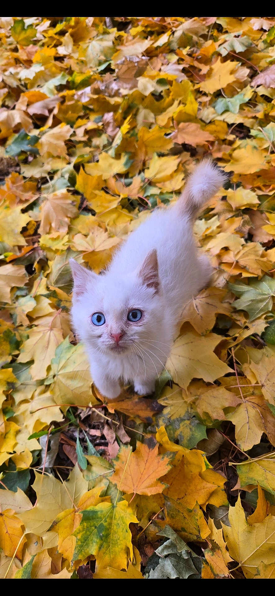 Merlin joined the competition — help win amazing prizes! kitten, cat, white_fur, blue_eyes, autumn, fall_leaves, outdoor, nature, cute, pet, young_animal, leaf_litter, seasonal, curious, small_animal, playful, feline, animal_portrait, close_up, adorable