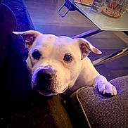 Mozza participe au concours pour gagner de l'argent avec cette photo : animal, can, close_up, coaster, companion, couch, dog, ears, floor, friendly, furniture, glass, home, indoor, looking_at_camera, paw, pet, snout, table, white_dog