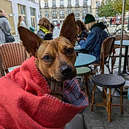 Cocotte participe au concours pour gagner de l'argent avec cette photo : accessories, adult, animal, bag, cafeteria, canine, clothing, diningtable, dog, female, furniture, handbag, hat, indoors, knitwear, person, restaurant, sweater, table, woman