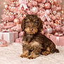 puppy, dog, christmas_tree, ornaments, pink, gift_boxes, present, holiday, festive, decorations, fur, cute, pet, animal, indoors, soft_rug, christmas_lights, winter, celebration, cozy