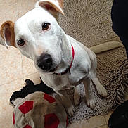 MYA participe au concours pour gagner de l'argent avec cette photo : carnivoran, companion_dog, dog, dog_breed, dog_breed_group, dog_like_mammal, jack_russell_terrier, miniature_fox_terrier, parson_russell_terrier, russell_terrier, snout