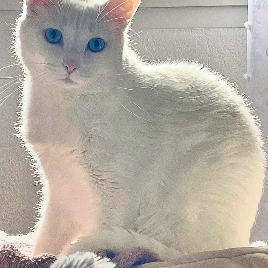 Shiro a rejoint le concours — aidez-le/la à gagner de superbes lots ! animal, blanket, blue_eyes, calm, cat, cozy, cute, domestic_animal, ears, feline, fur, furry, indoors, pet, portrait, sitting, soft_light, whiskers, white_cat, window